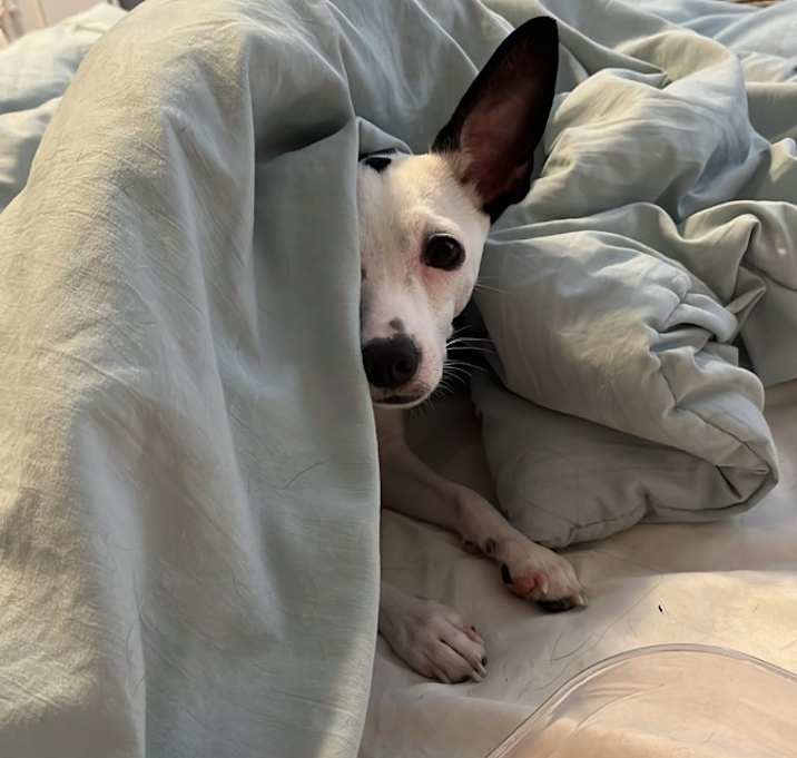 Photo of Ollie