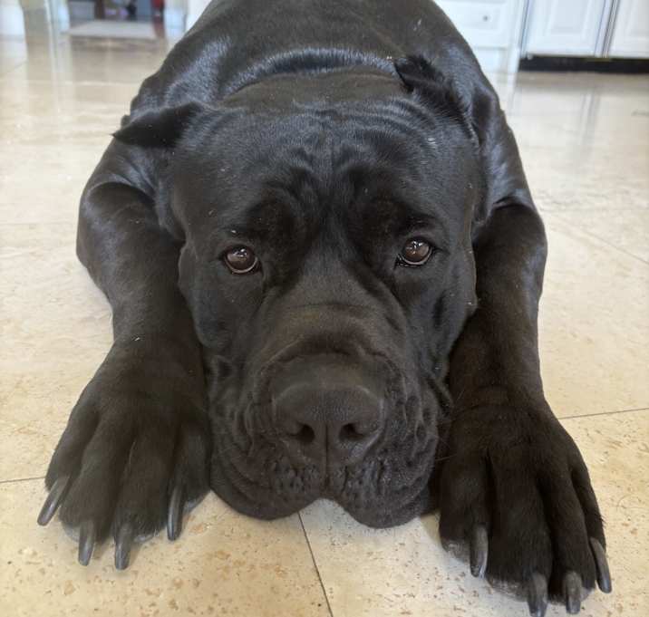 Photo of Panther