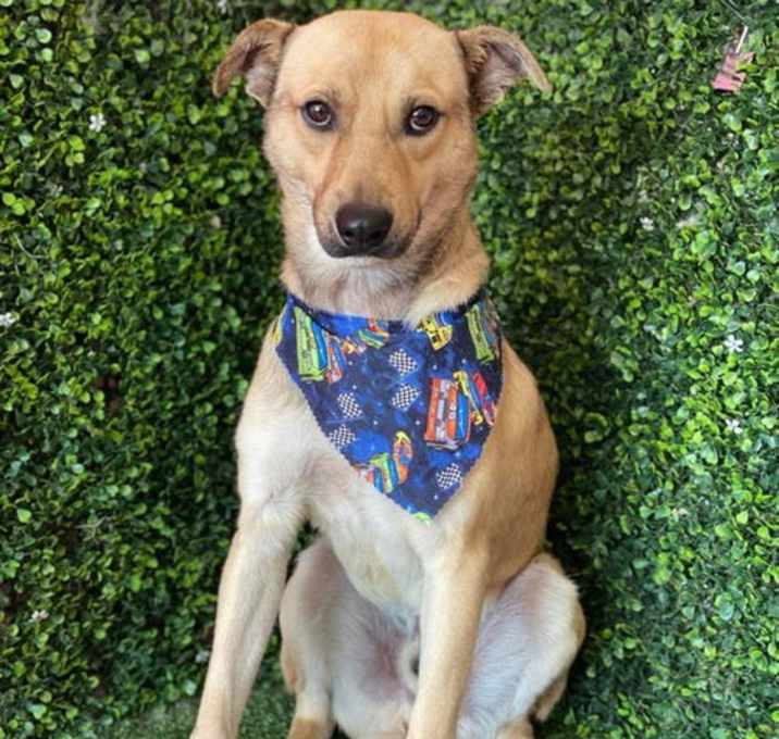 Photo of Winston - Adopt Me!