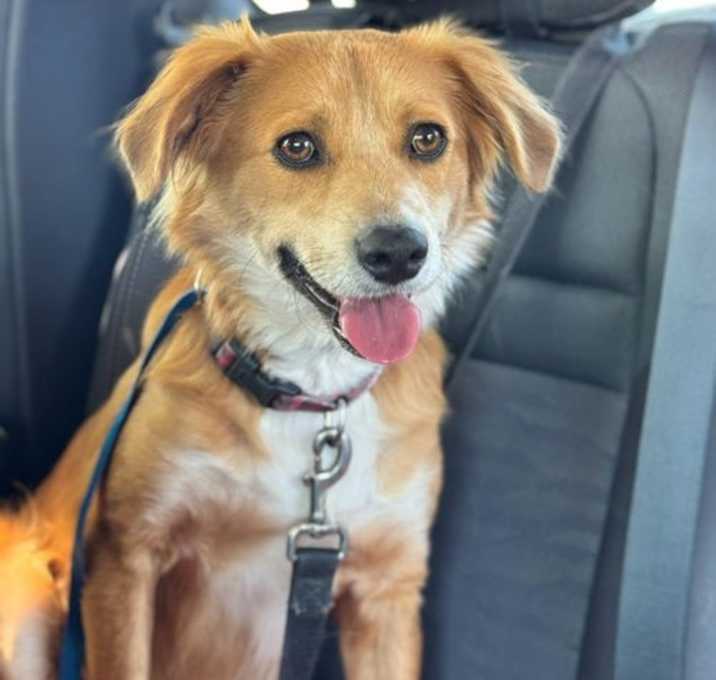 Photo of Oakley - Adopt Me!