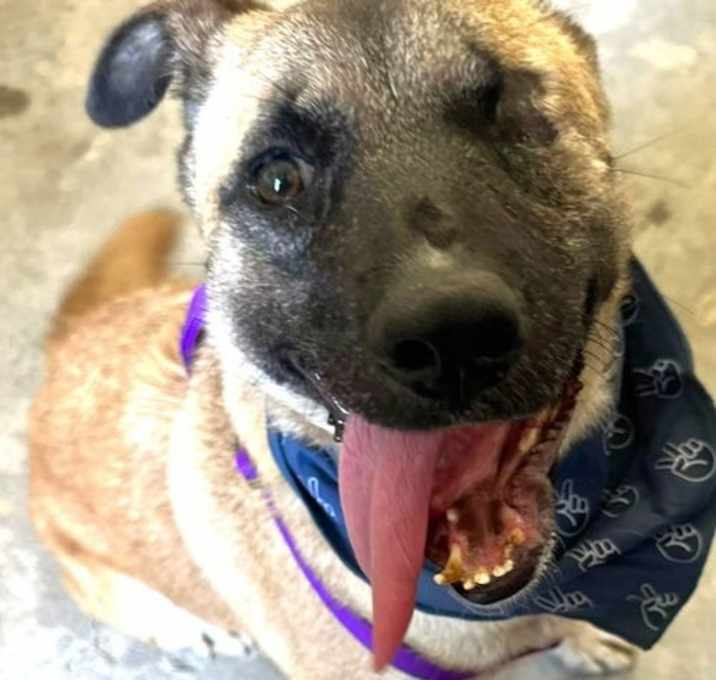 Photo of Evee - Adopt Me