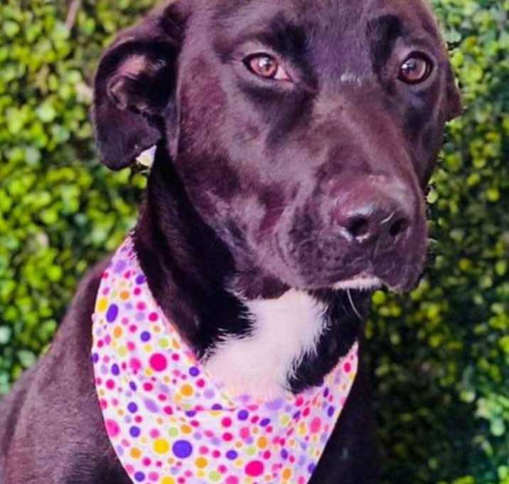Photo of Tess - Adopt Me!