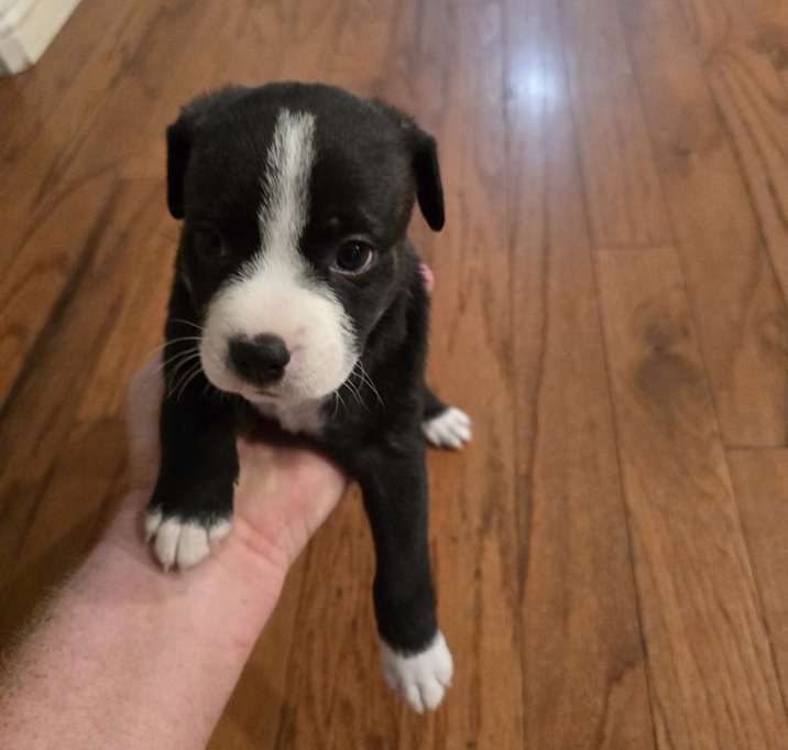 Photo of Dora