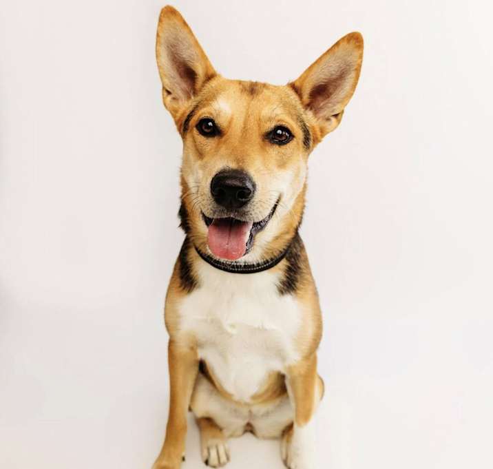 Photo of Dahlia