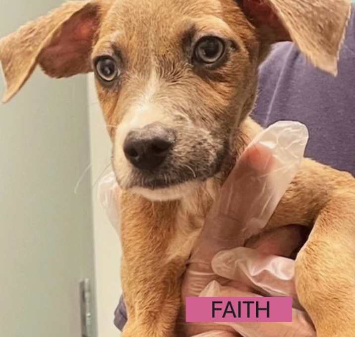 Photo of Faith *foster needed*