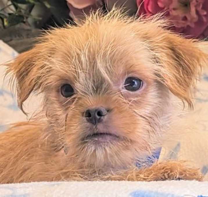 Photo of Simba