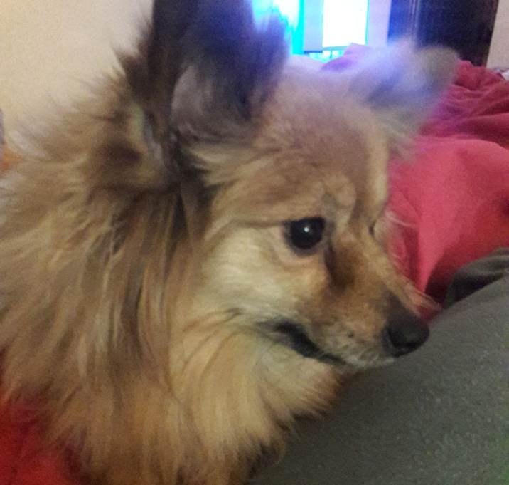 Photo of Zelda