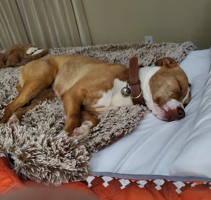 Photo of Rosie