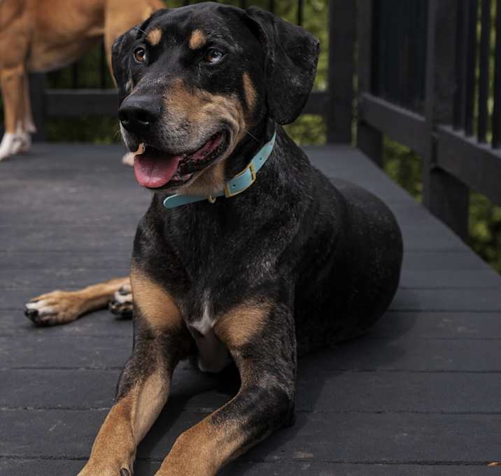 Photo of Arlo