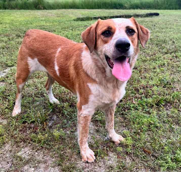 Photo of Scout