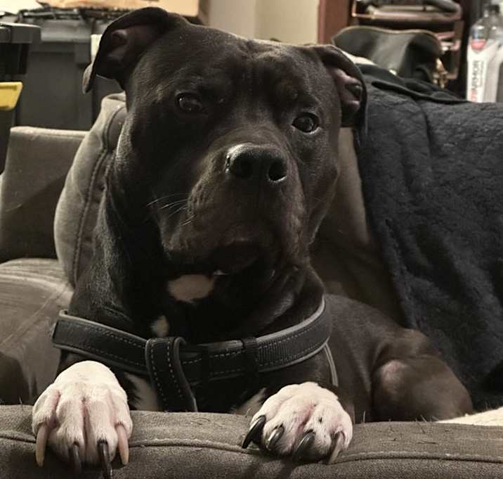 Photo of Floki