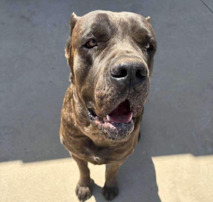 Photo of Rocky