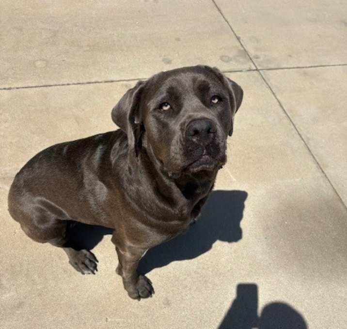 Photo of Luna