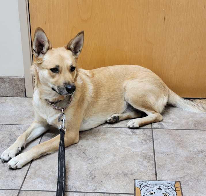 Photo of Willow