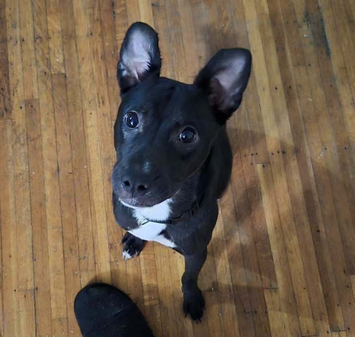 Photo of Pixel