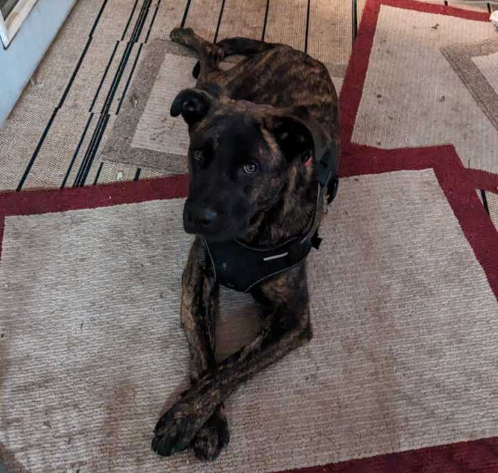 Photo of Milo