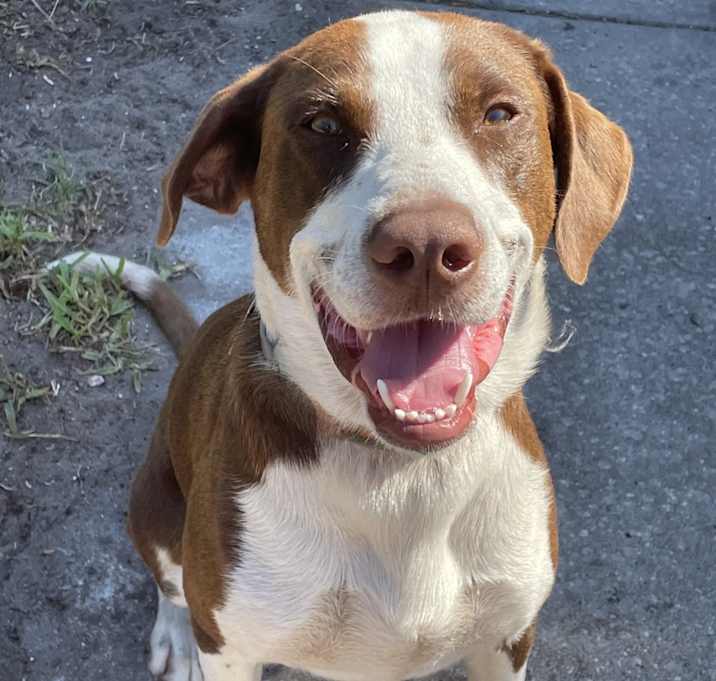 Photo of Scout