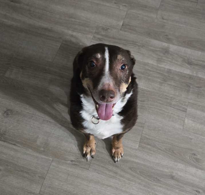 Photo of Cookie