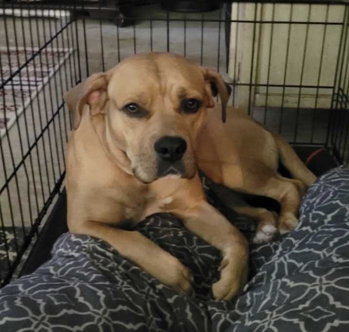 Photo of Oscar
