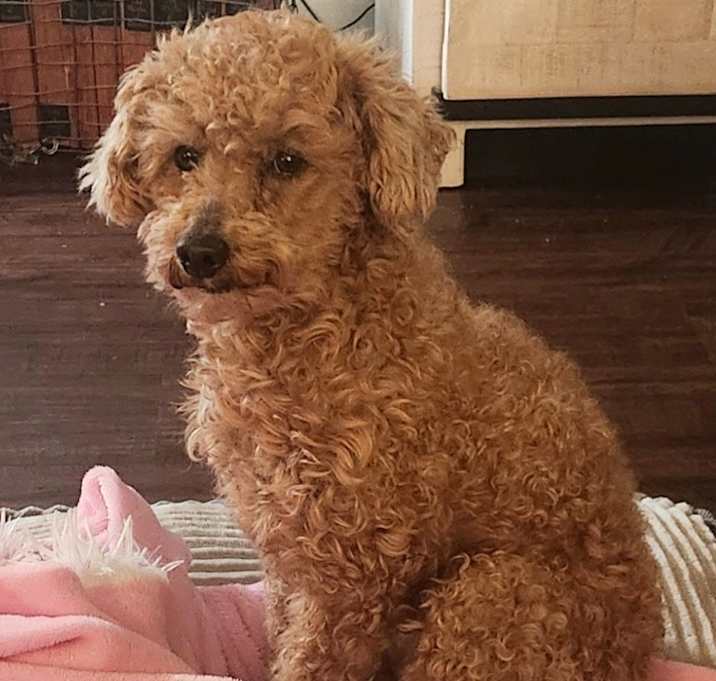 Photo of Penelope