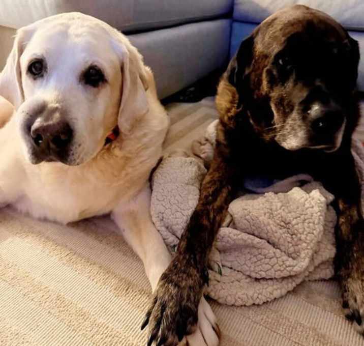 Photo of Chewy & Brody - Bonded Seniors