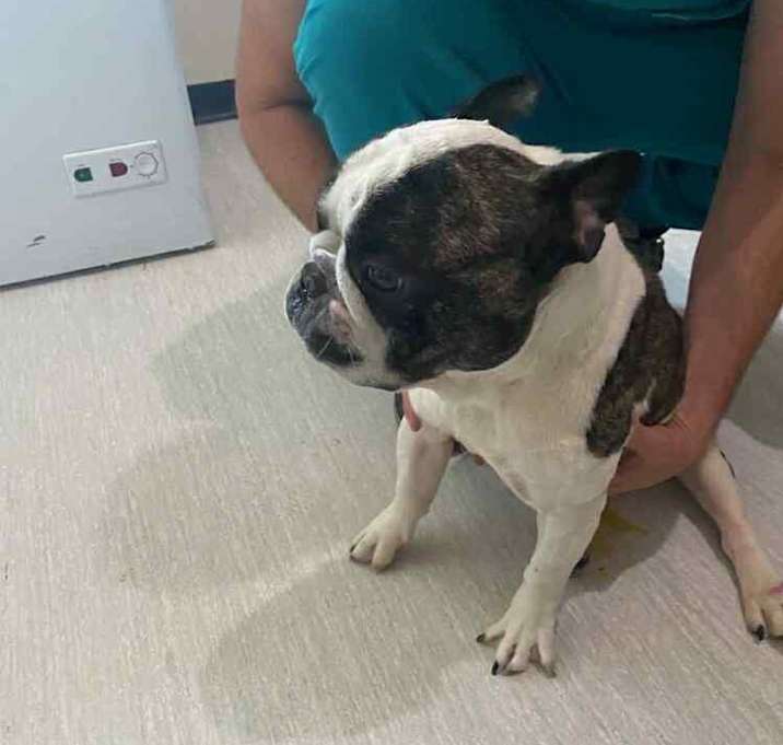 Photo of Rocky