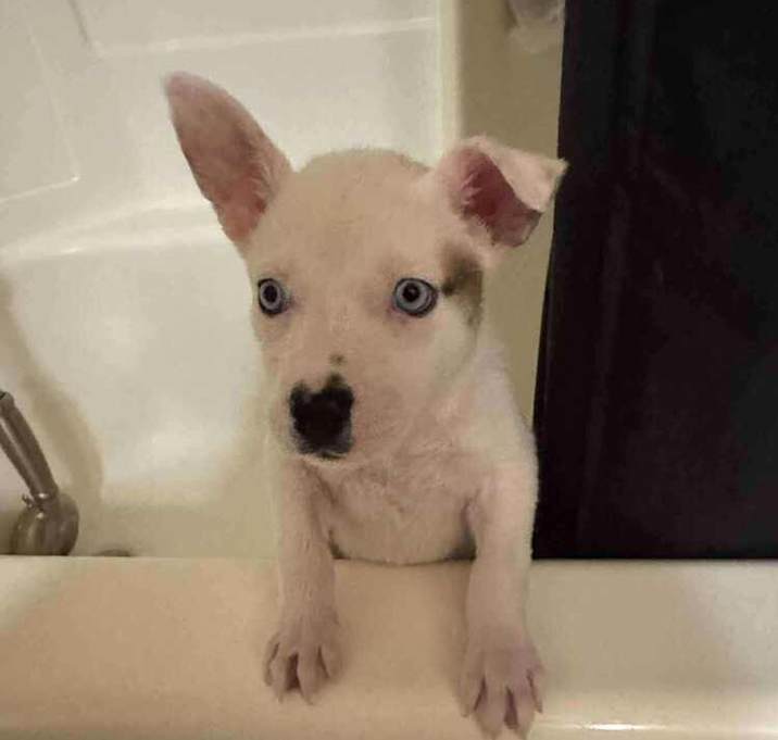 Photo of Powder