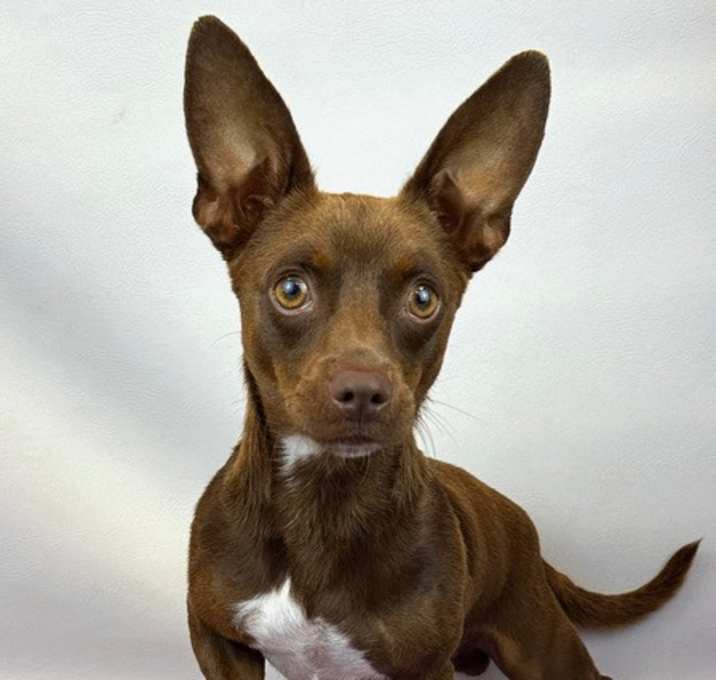 Photo of Brownie