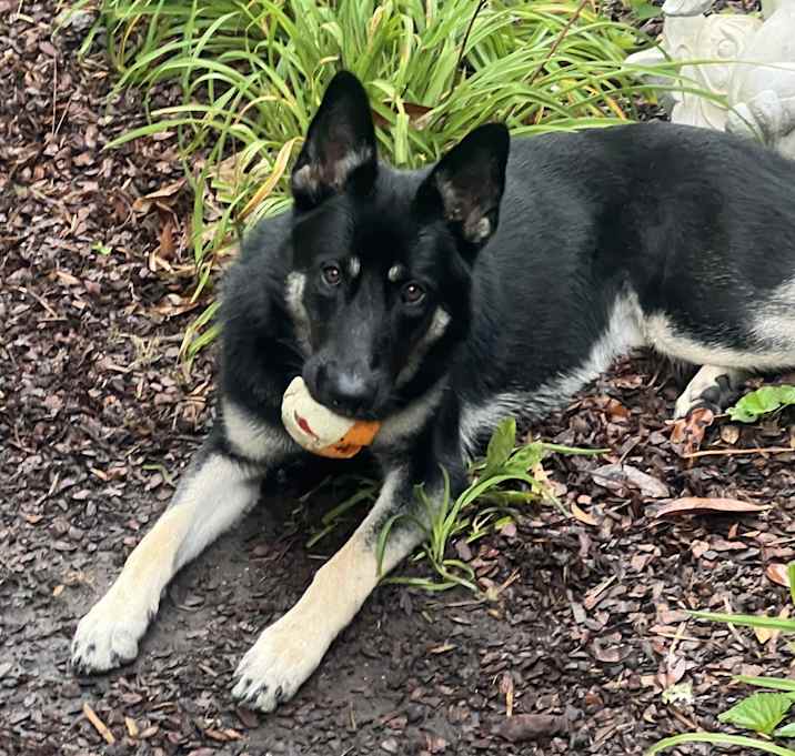 Photo of Nala