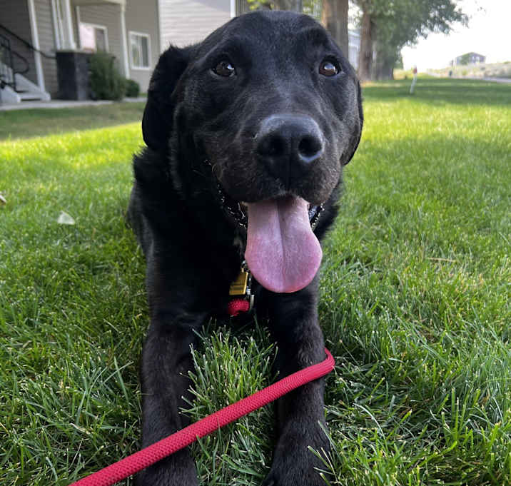 Photo of Ruger