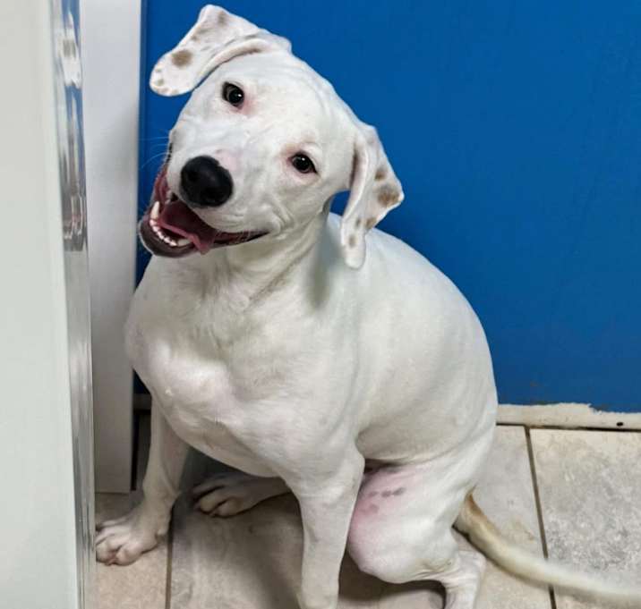 Photo of Bentley
