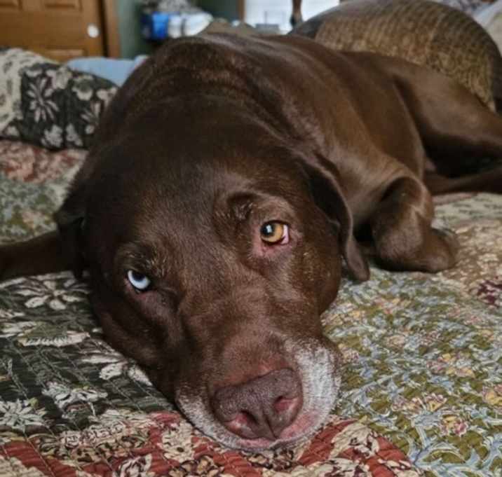 Photo of Stella
