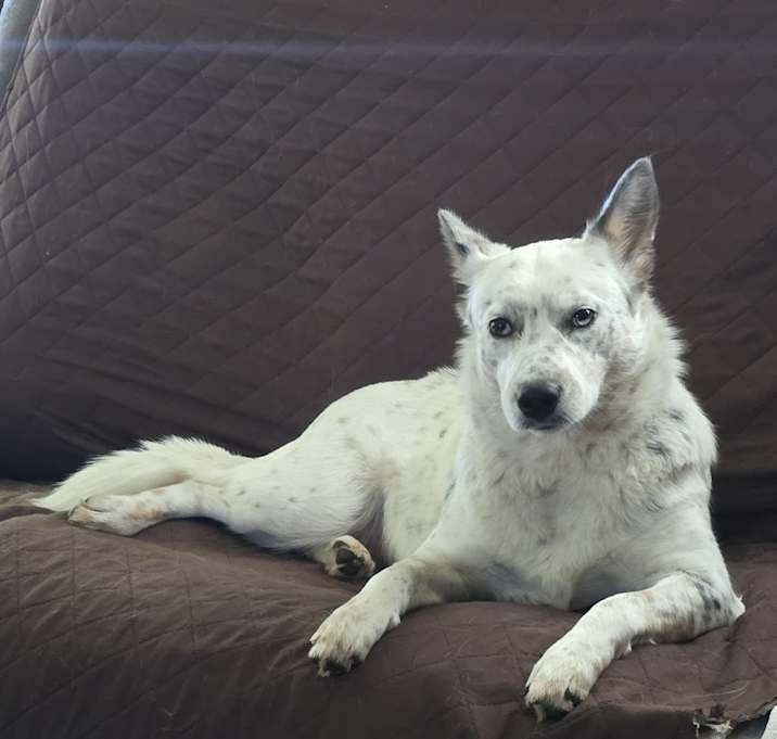 Photo of Lola