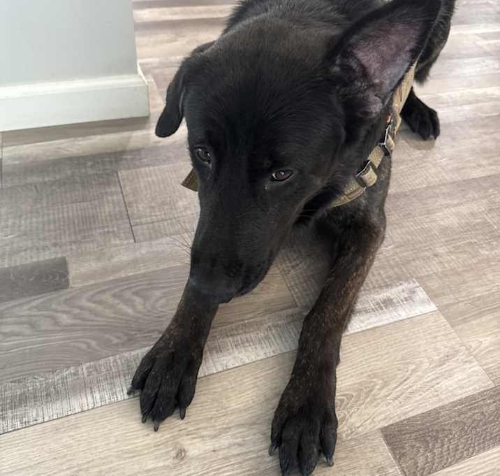 Photo of Riley