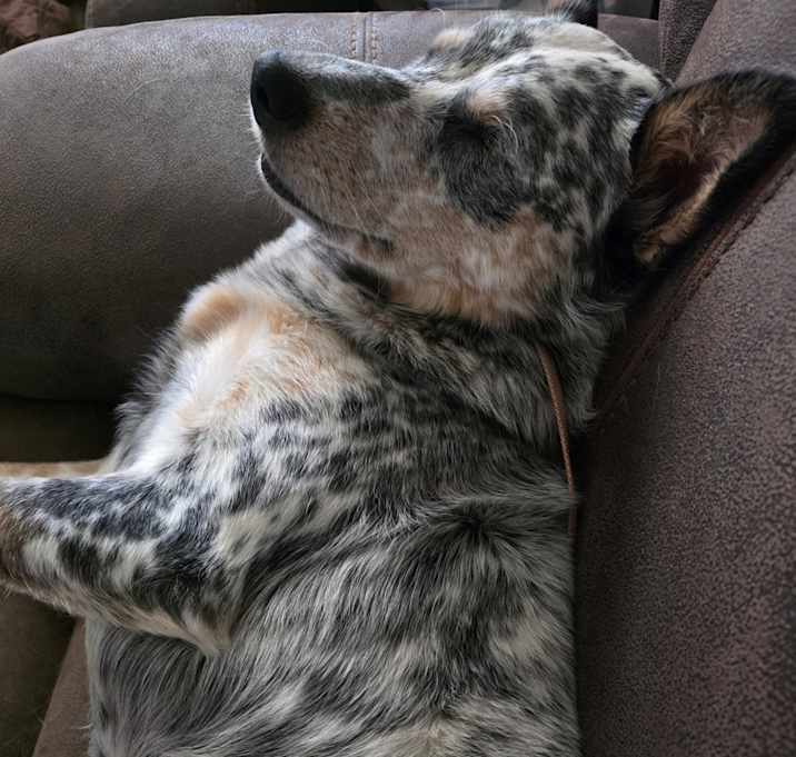 Photo of Cookie