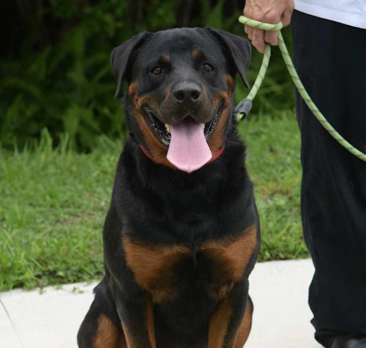 Photo of Angus