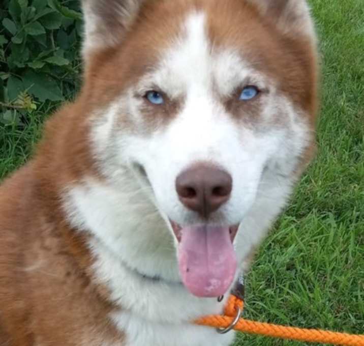 Photo of Chester
