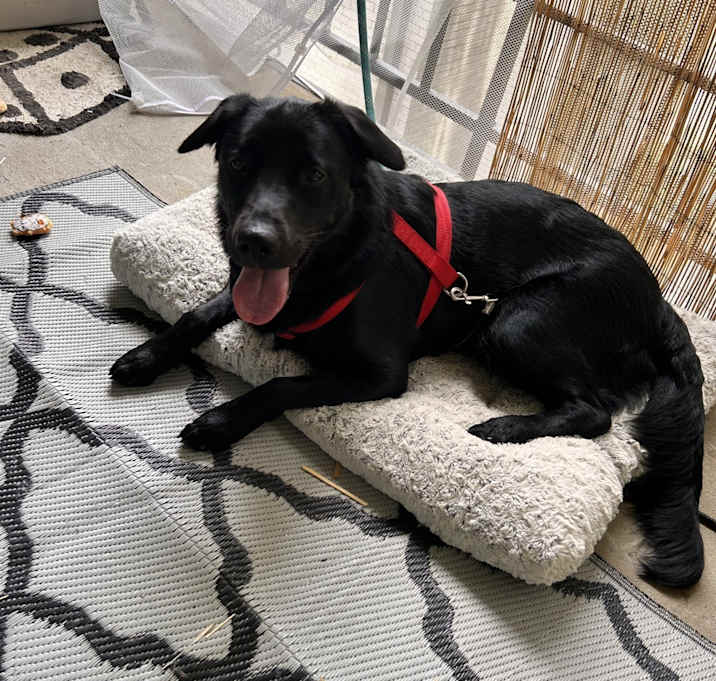 Photo of Nala