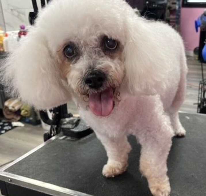 Photo of Polly