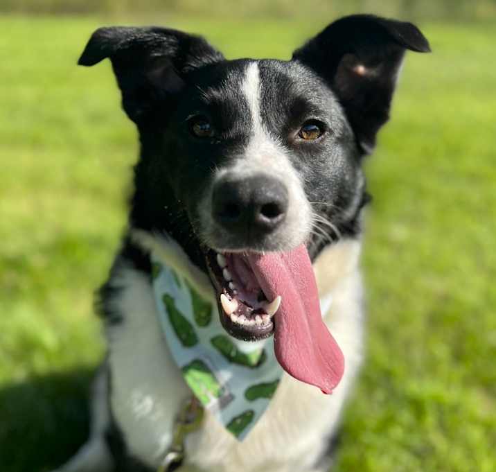 Photo of Cheech