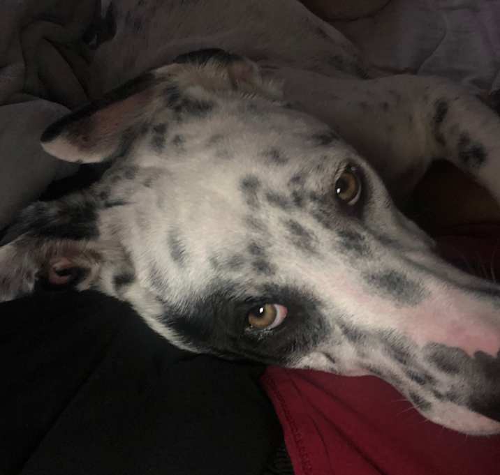 Photo of Perla