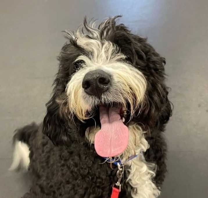 Photo of Lucky