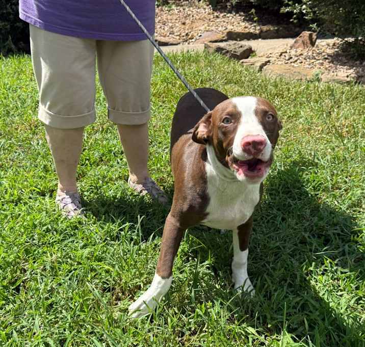 Photo of Rusty