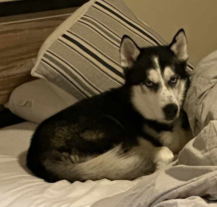 Photo of Oskie