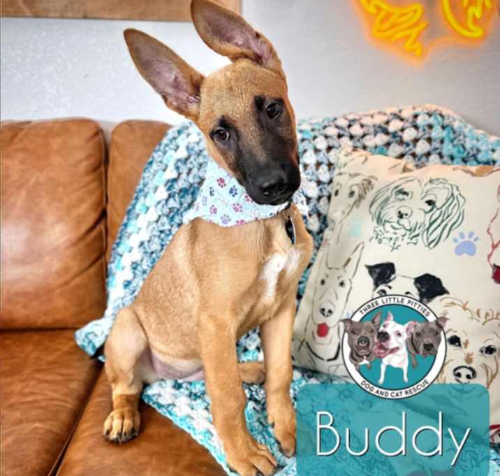 Photo of Buddy Holly