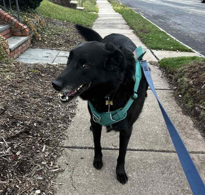 Photo of Alfred