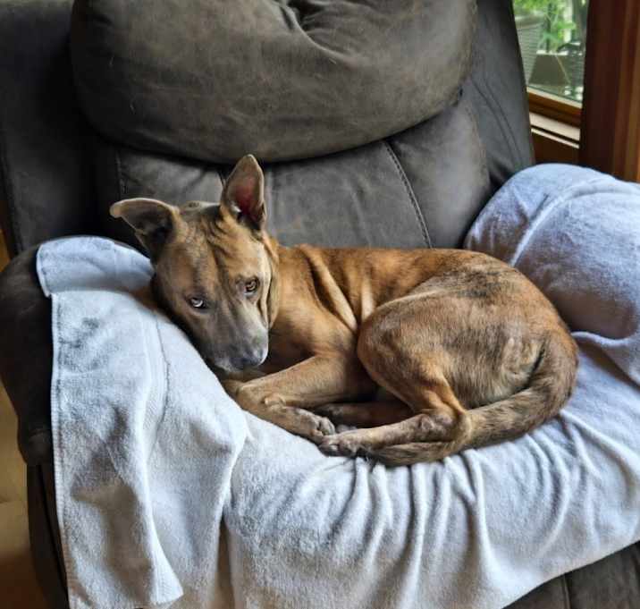 Photo of Buddy (Parker)