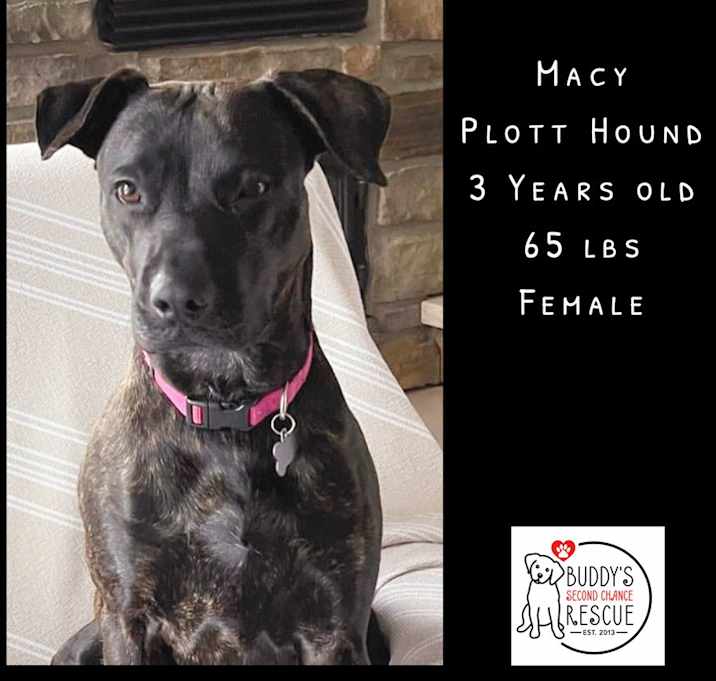 Photo of Macy