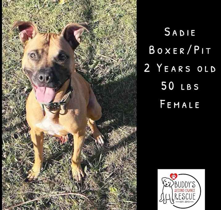 Photo of Sadie