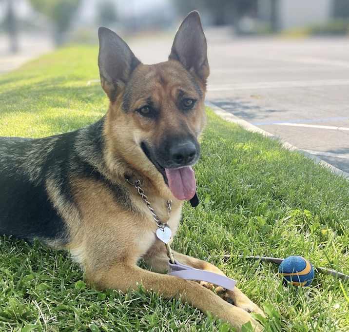 Photo of Sheba